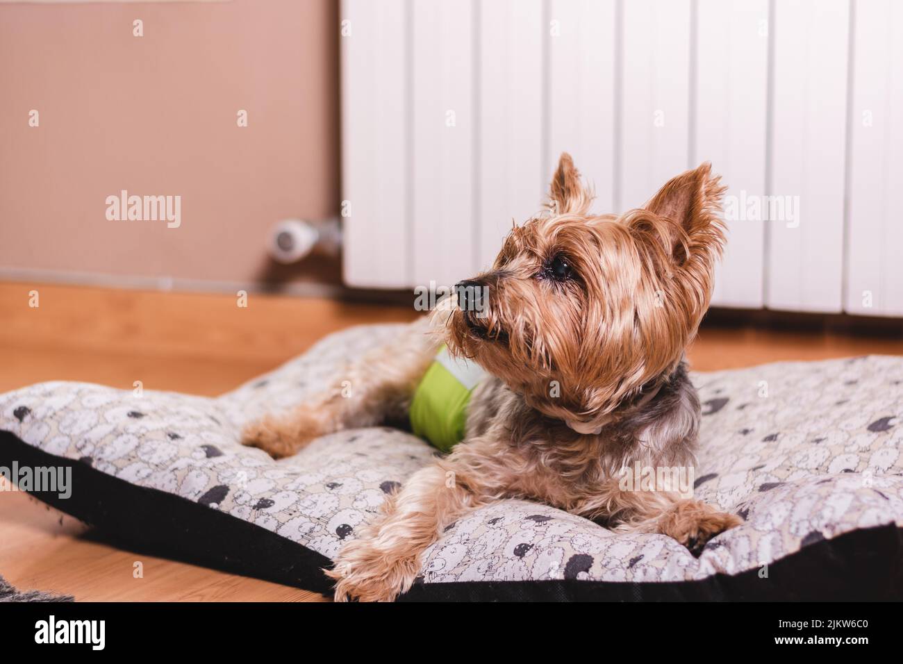 Dog in diaper. Senior Yorkshire terrier lying on his bed and wearing a