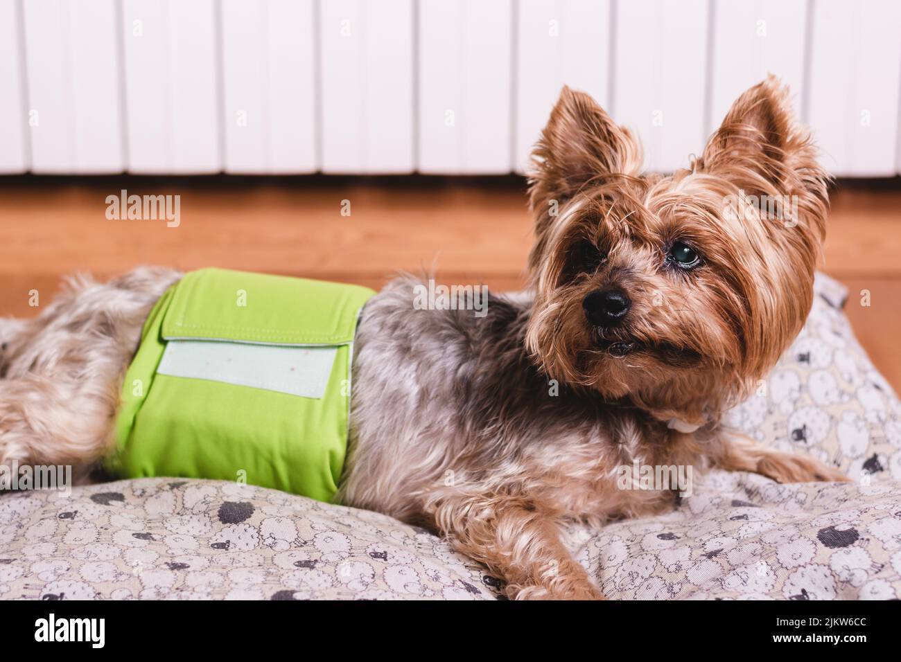 Dog in diaper. Senior Yorkshire terrier lying on his bed and wearing a diaper for urinary