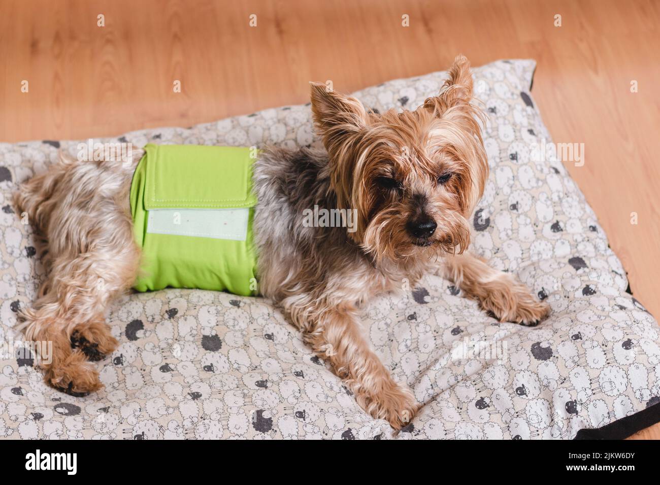 Dog in diaper. Senior Yorkshire terrier lying on his bed and wearing a
