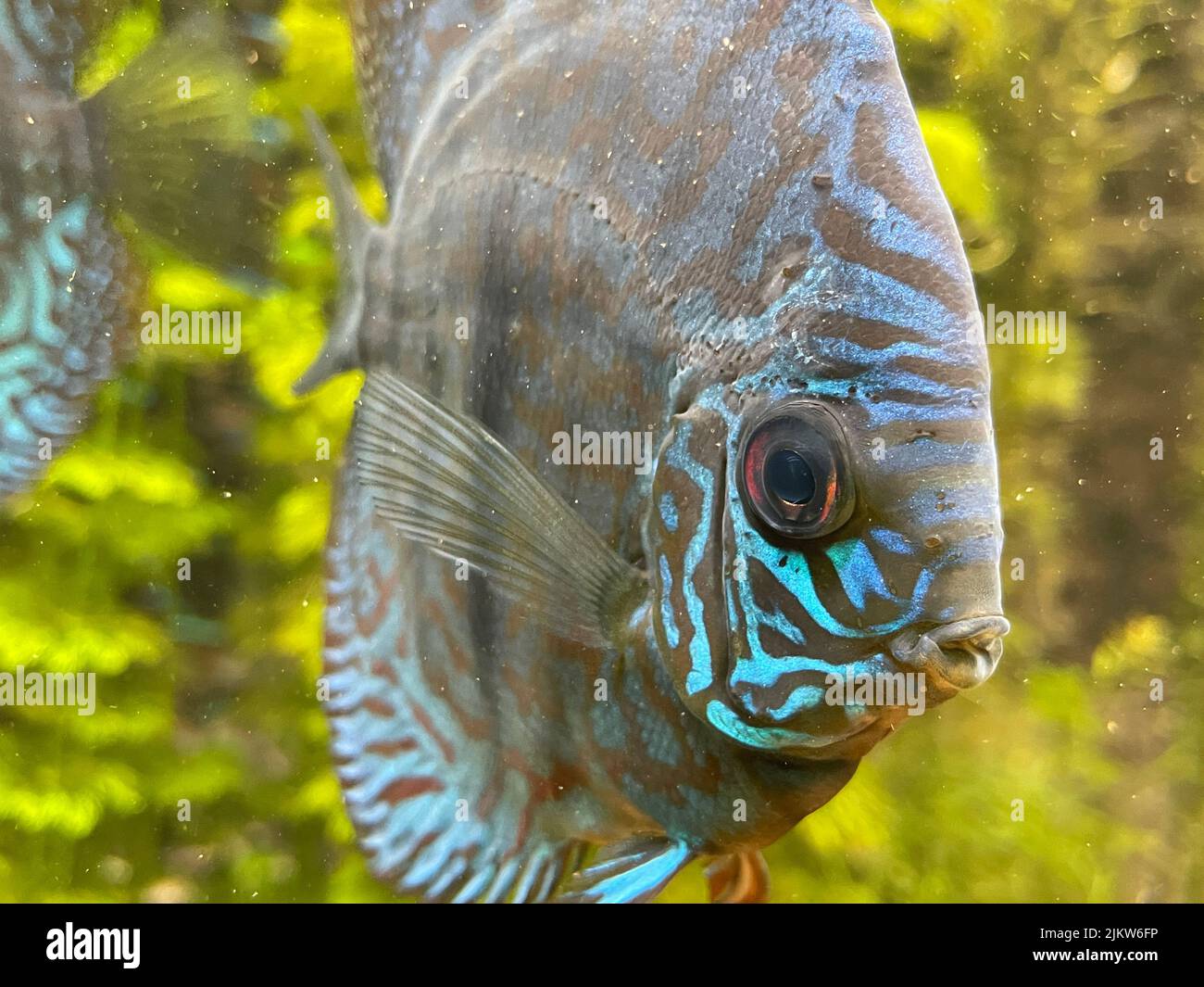 A closeup shot of Discus fish swimming in an aquarium Stock Photo