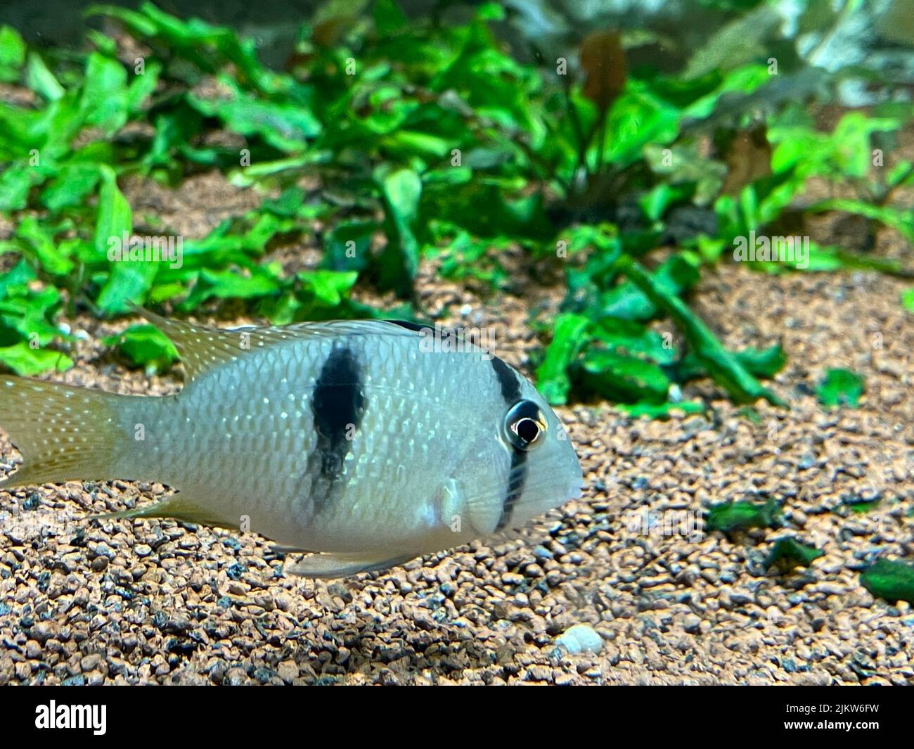 A closeup shot of Cichlid fish swimming in an aquarium Stock Photo Alamy