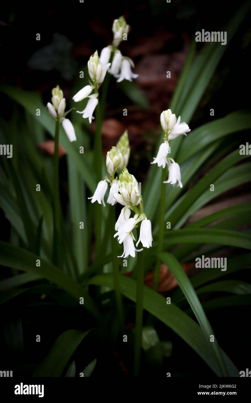 A vertical closeup shot of the white bluebell flowers growing in the garden Stock Photo