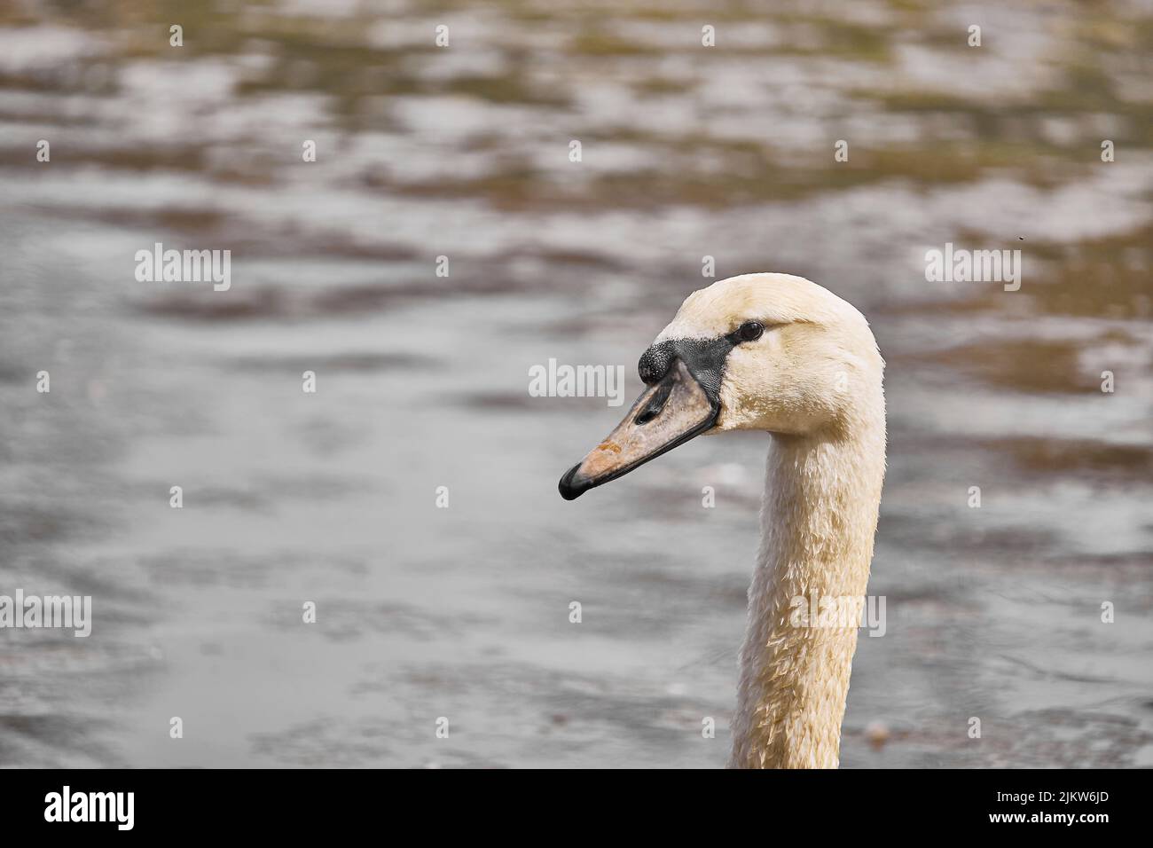 A selective focus shot of a neck of a swan against the water Stock Photo