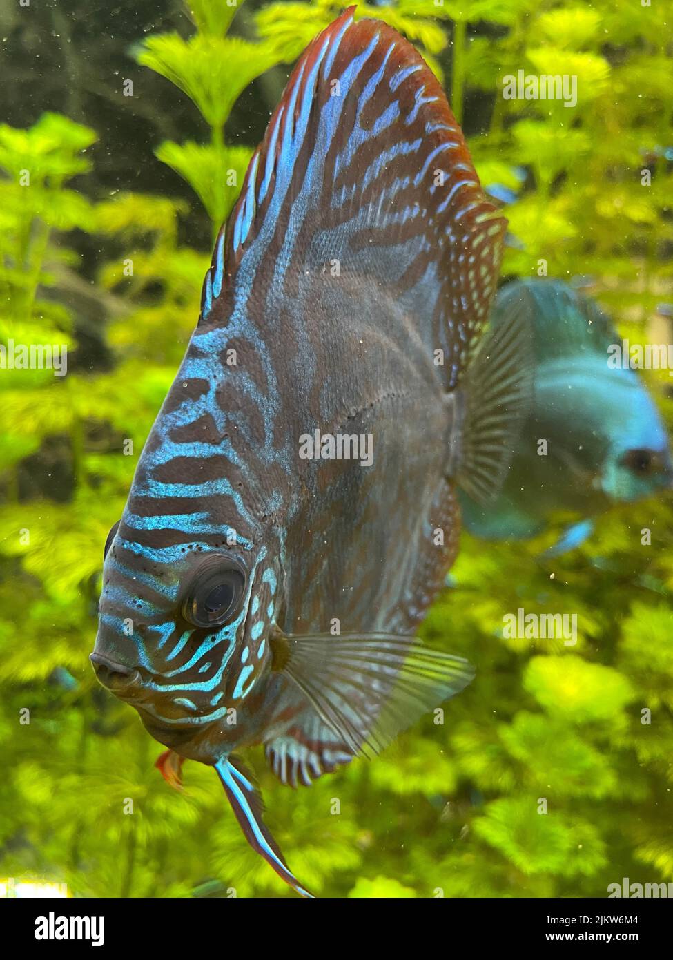 A vertical shot of Discus fish swimming in an aquarium Stock Photo