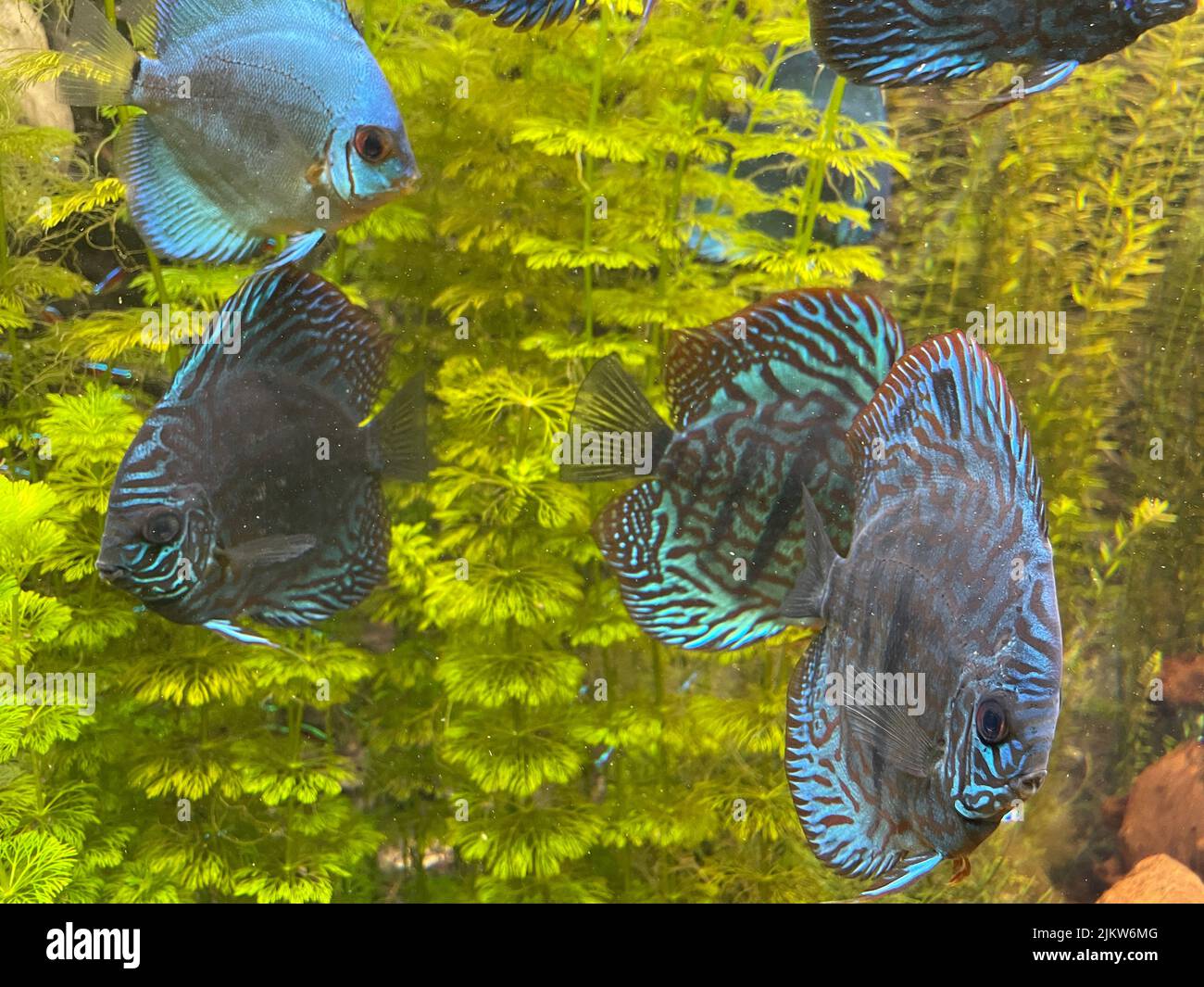 A closeup shot of Discus fishes swimming in an aquarium Stock Photo