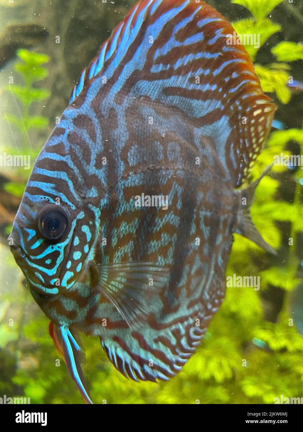 A vertical shot of Discus fish swimming in an aquarium Stock Photo