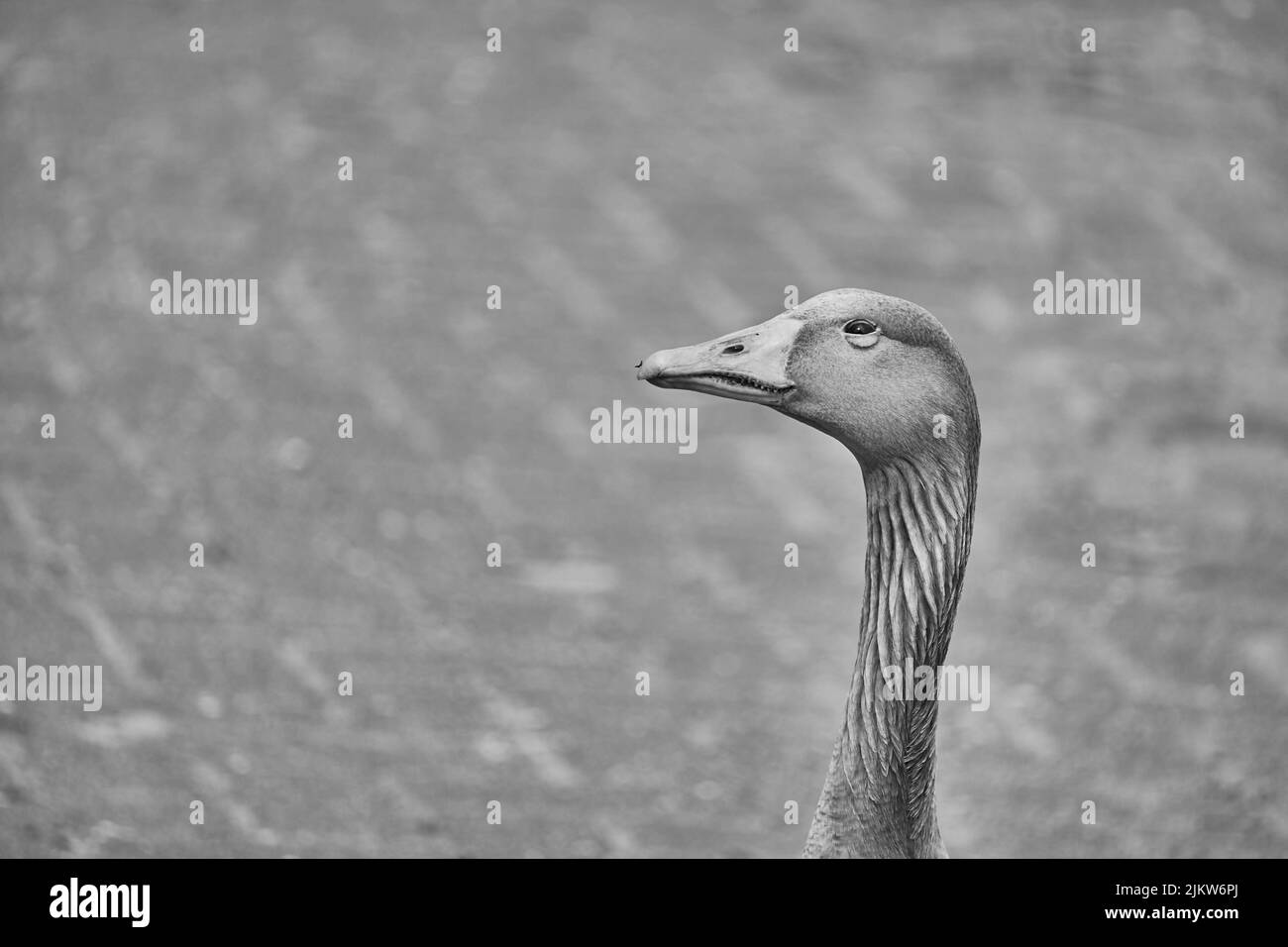A selective focus shot of the head of a goose Stock Photo