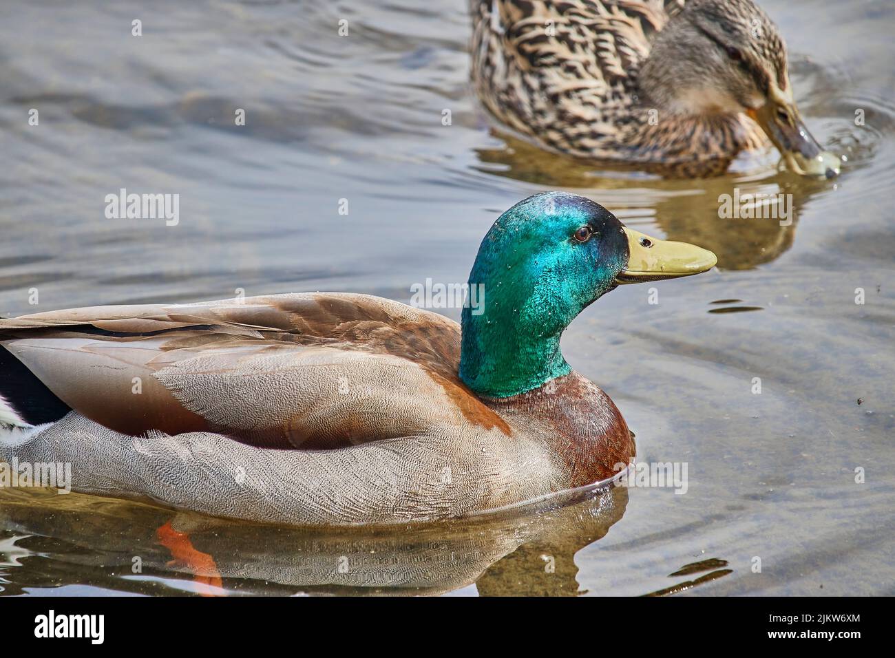 The mallards floating in the lake Stock Photo