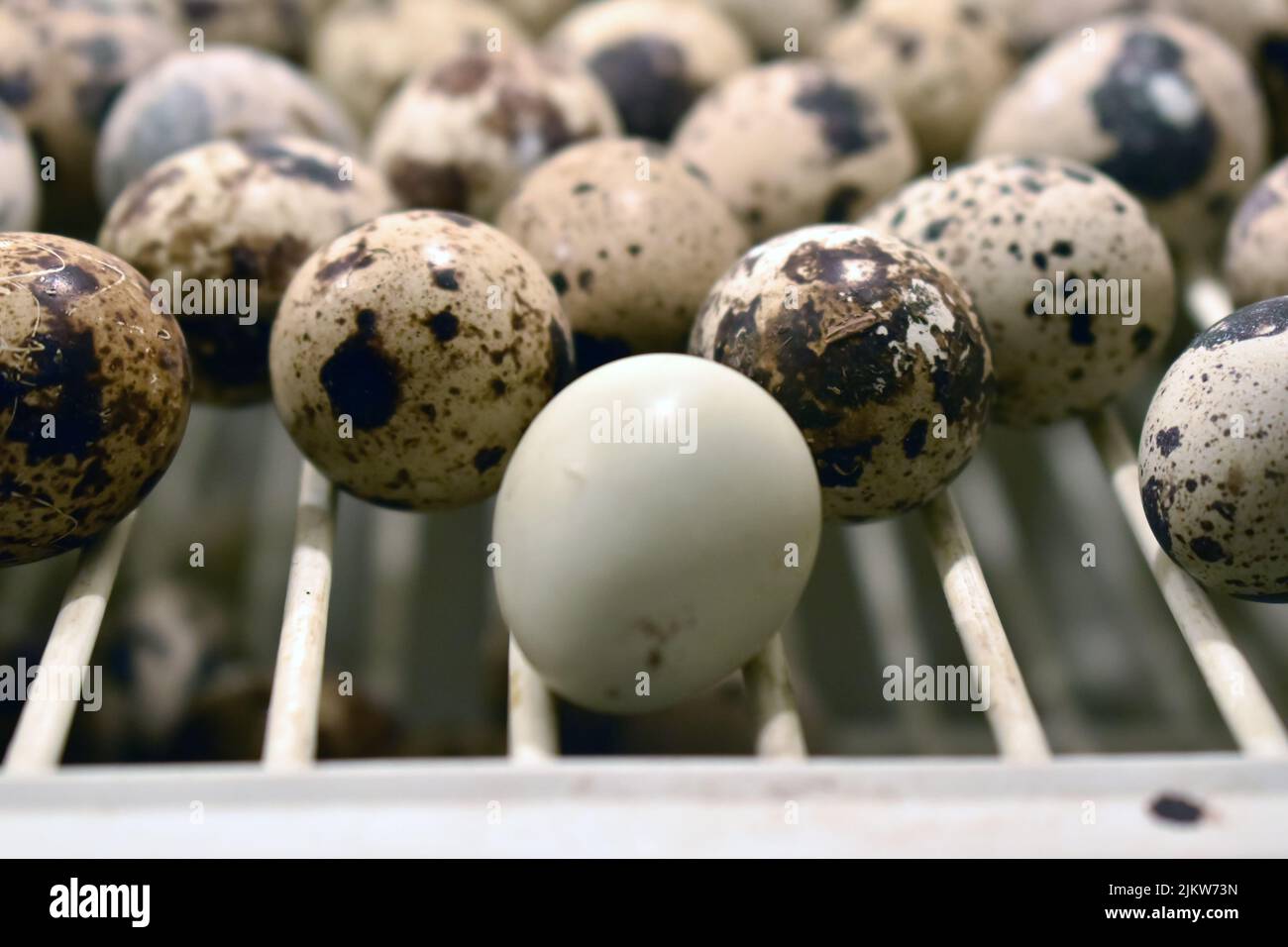 Baked quail eggs and chicken eggs with salt, popular street food in