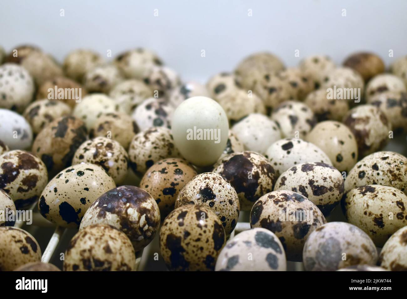 Quail eggs on white background Stock Photo