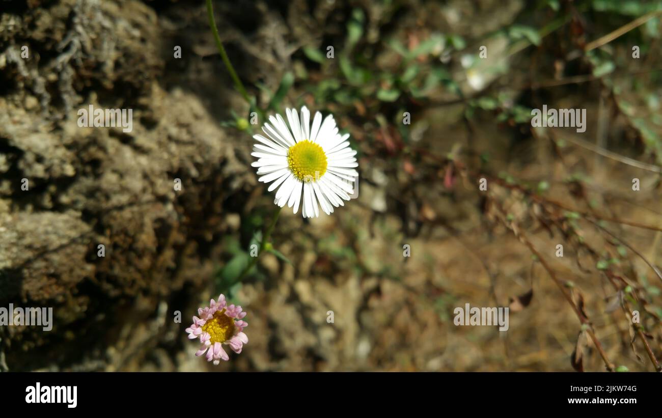 Daisy flower on green meadow (selective DOF) Stock Photo