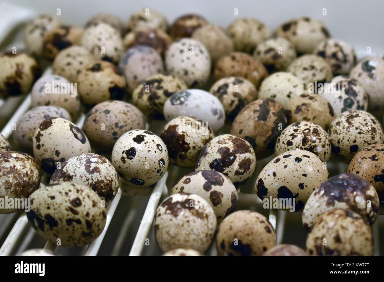 Quail eggs are considered a delicacy in many parts of the world Stock