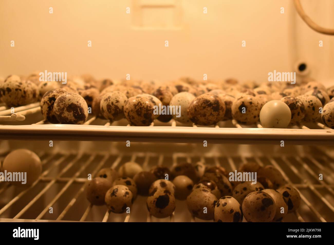Growing quails on a poultry farm. Many quail eggs closeup in a special box incubator Stock