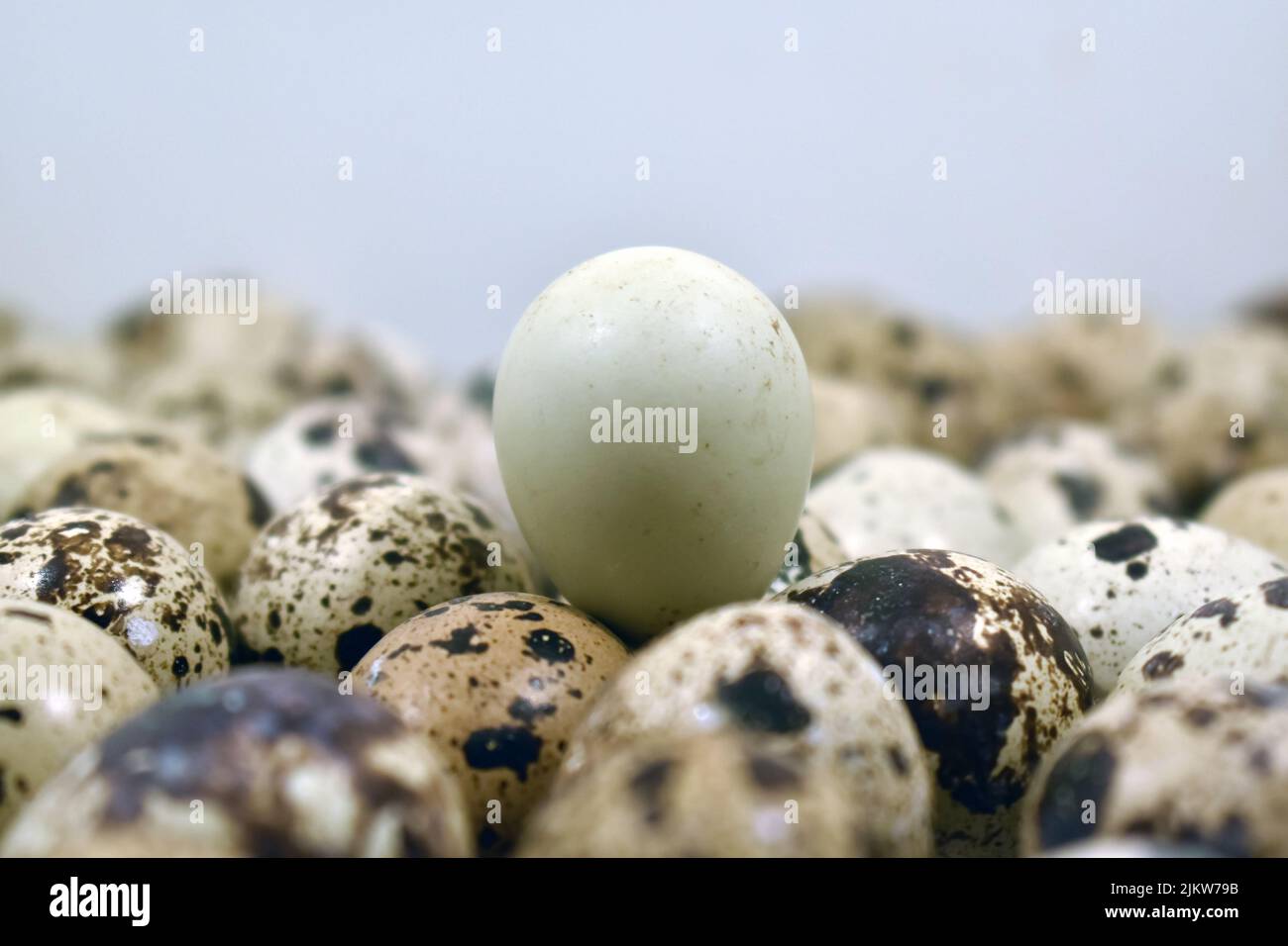 The Background Of Many Quail Eggs Stock Photo Alamy the-background-of-many-quail-eggs-stock-photo-alamy