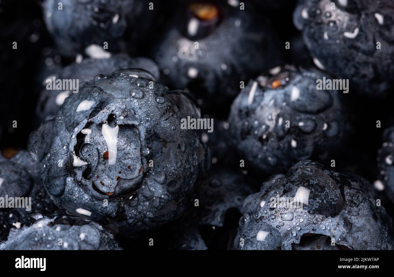 Blueberries on a macro scale. Dark berries in close-up. Ripe blueberries isolated. Healthy, natural fruit. Stock Photo