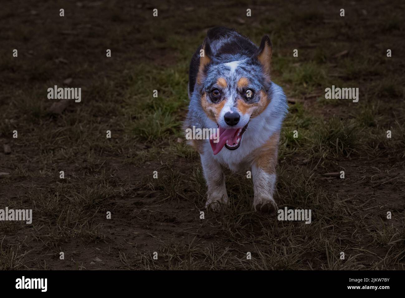 A TRI COLORED CORGI STARING INTO THE CAMERA AS IT RUNS ACROSS A MUDDY FIELD WITH ITS MOUTH OPEN AND TOUNGE OUT WITH A FADED AND SUBDUDED BACKGROUND Stock Photo