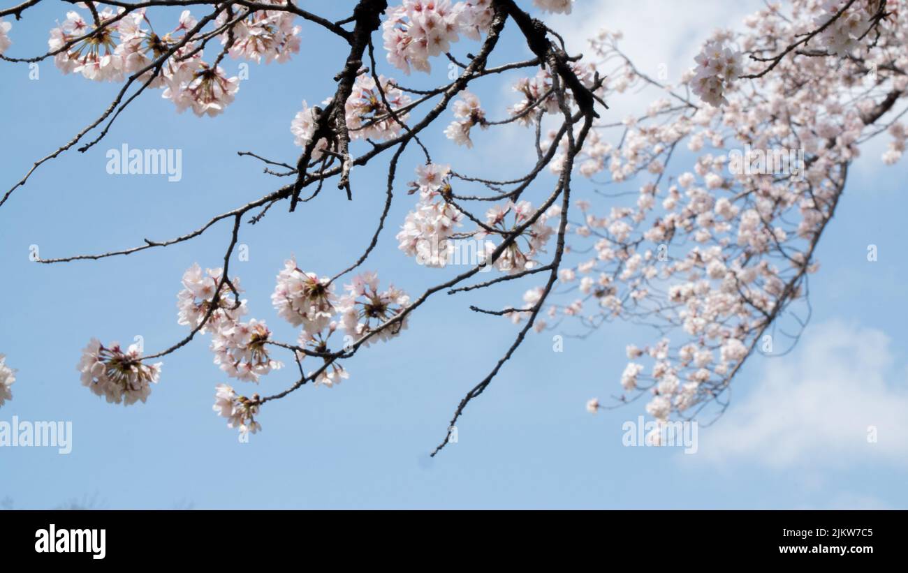 A flowering sakura tree in Kanagawa, Japan Stock Photo - Alamy
