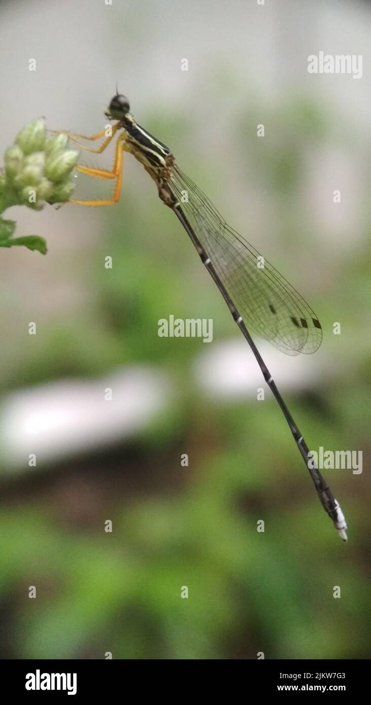 Species of damselfly hi-res stock photography and images - Alamy
