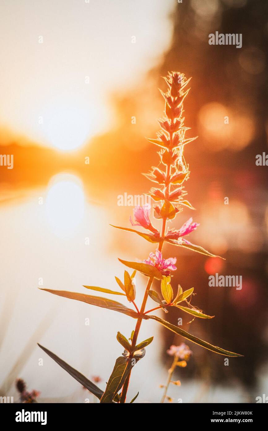 Willowherd lit by colorful sunset Stock Photo