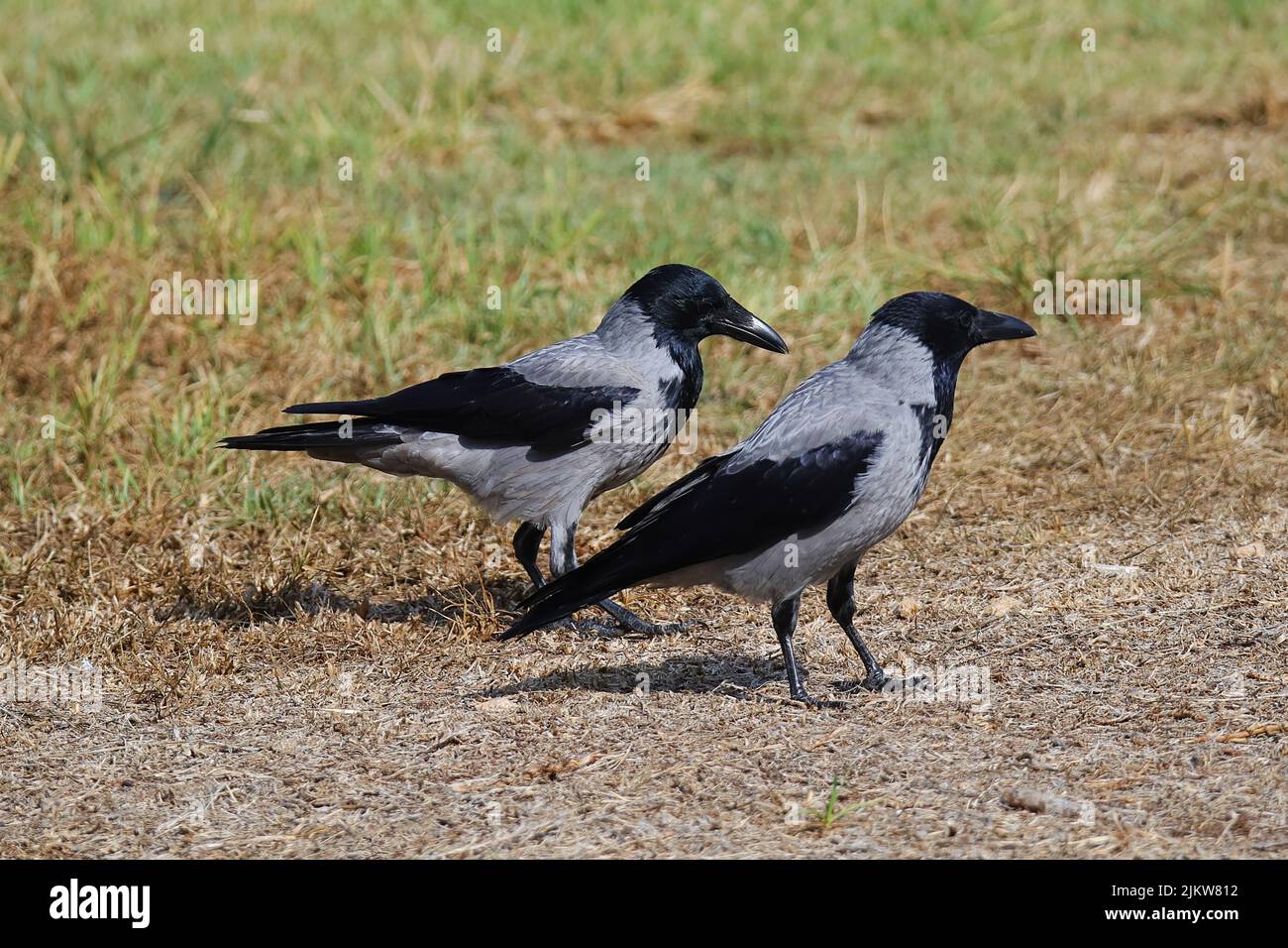 A couple of gray crows on a field under a sunny day Stock Photo