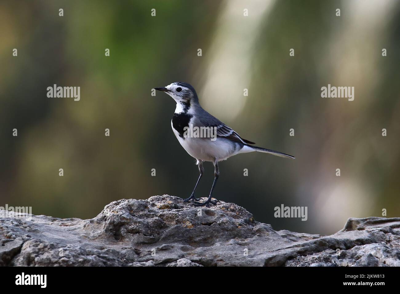 A lone wagtail on a rock surface against a blurred background Stock Photo