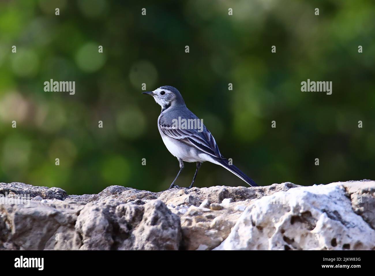 A lone wagtail on a rock surface against a blurred background Stock Photo