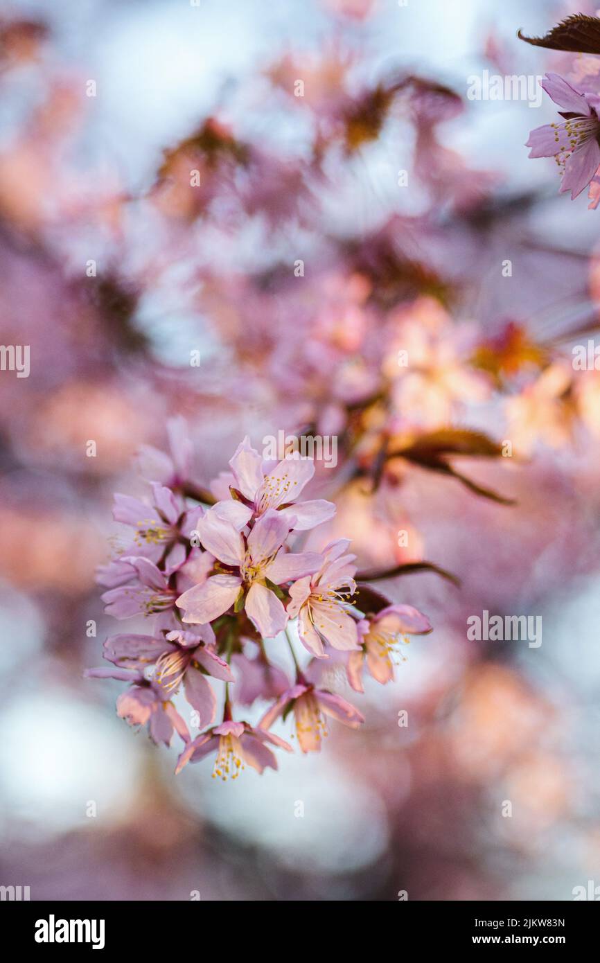 Cherry blossoms in their full bloom Stock Photo - Alamy