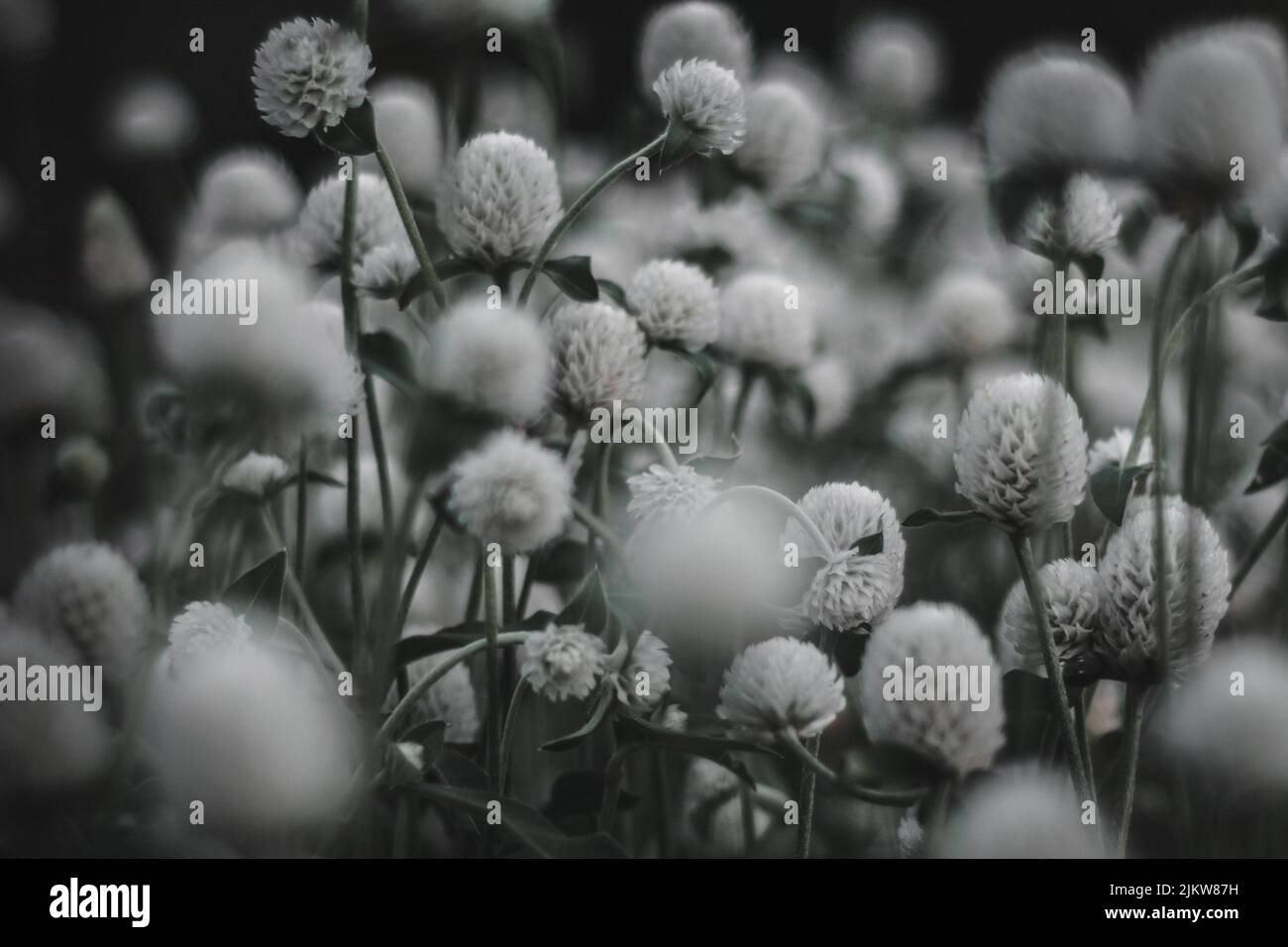 A grayscale of gomphrena flowers in a garden against a blurred background Stock Photo