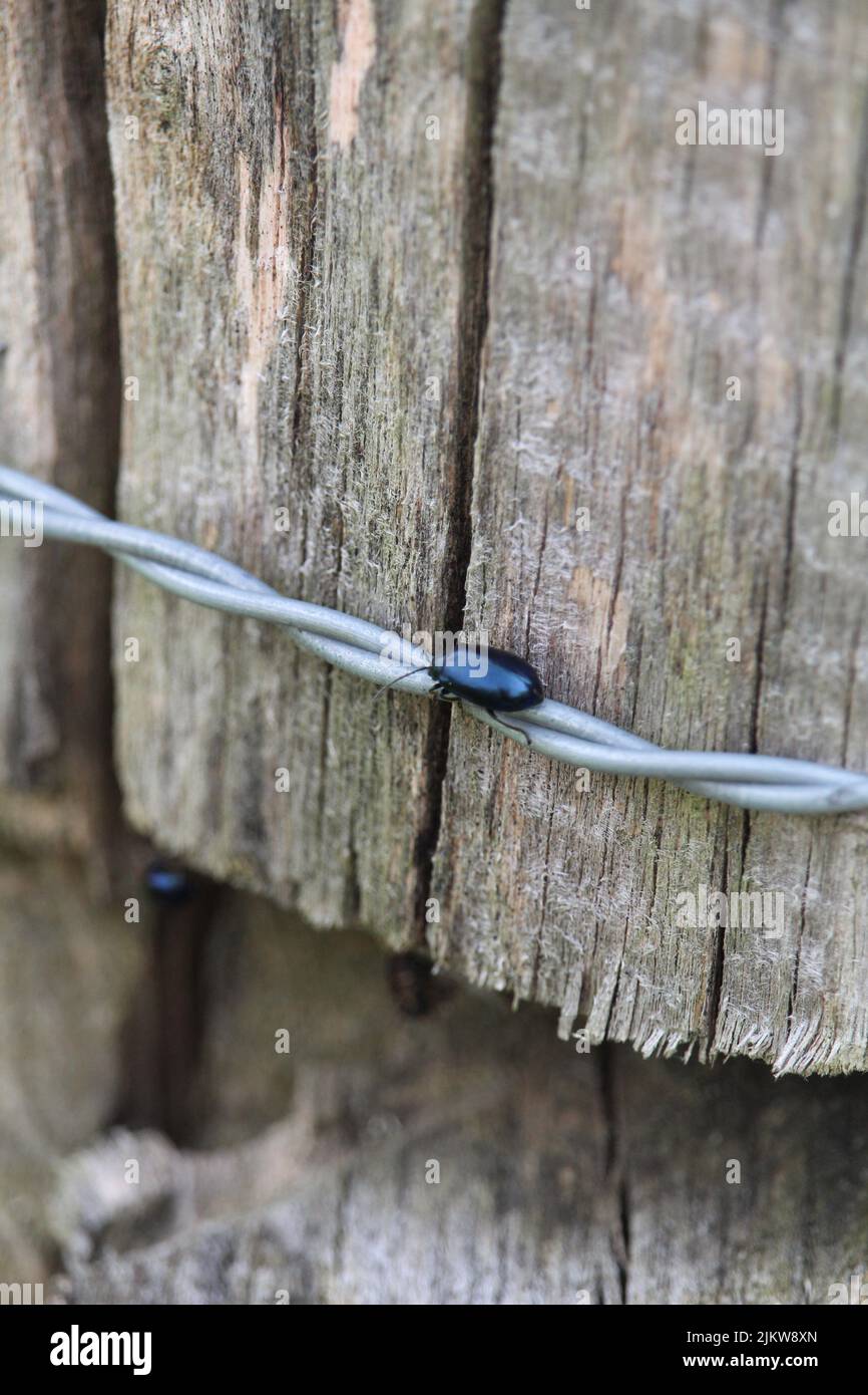 A beetle on barbed wire on a wooden surface Stock Photo