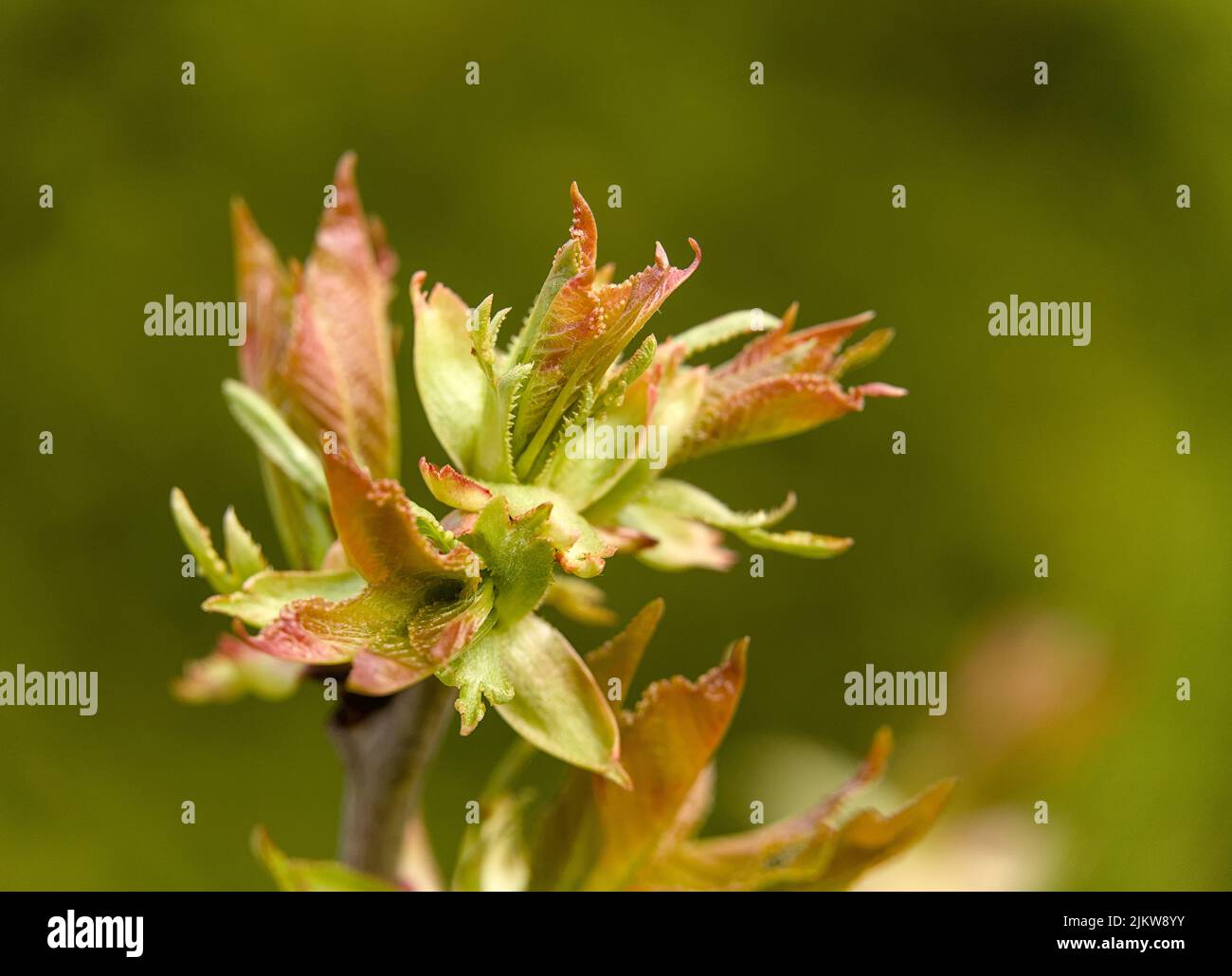 a close up shot of a japanese cherry blossom Stock Photo Alamy