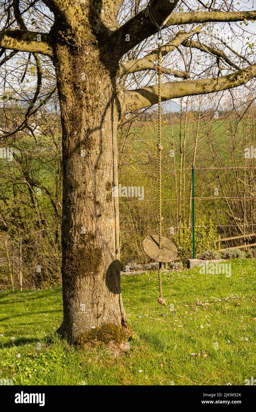 A vertical shot of a disc swing for children hanging on a tree branch