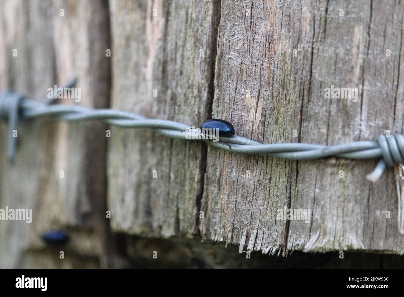 A beetle on barbed wire on a wooden surface Stock Photo