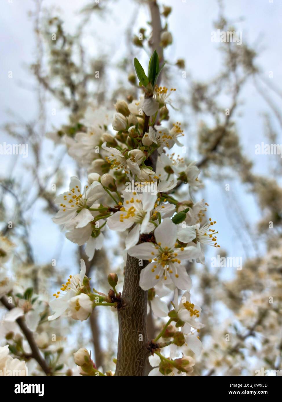 Closeup cherry spring tree hi-res stock photography and images - Alamy