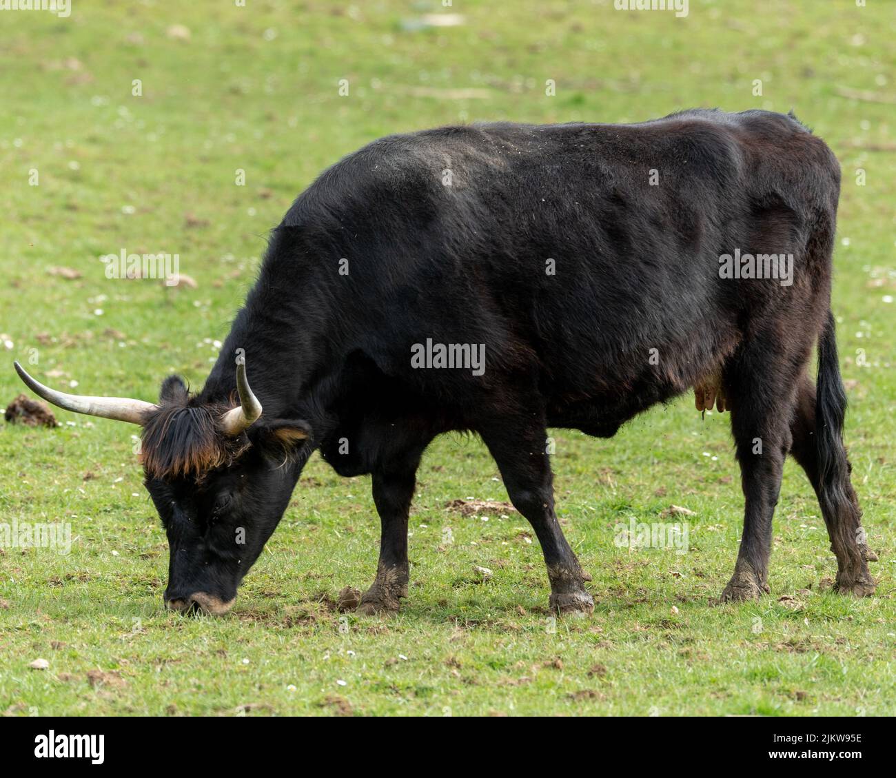 A closeup of a Heck cattle grazing on a field covered with green grass Stock Photo