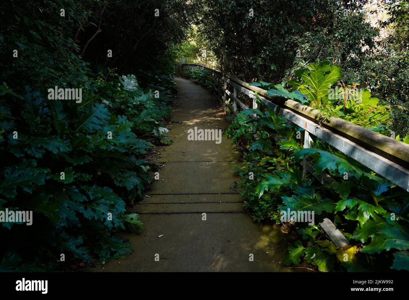 A scenic view of a pathway with a handrail between dark green plants and trees in sunlight Stock Photo