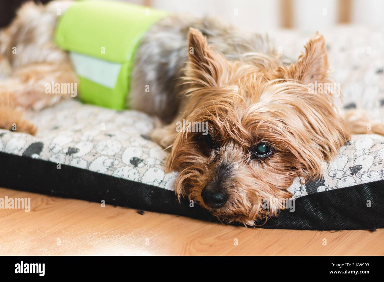 Dog beds top for urinary incontinence