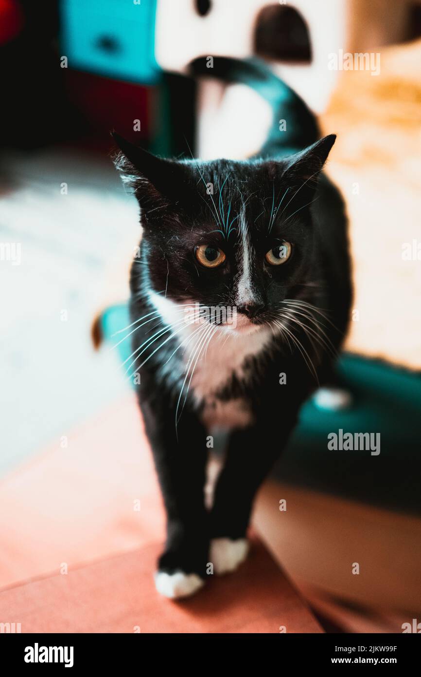 A vertical shot of a Bicolor cat on a blurred background Stock Photo