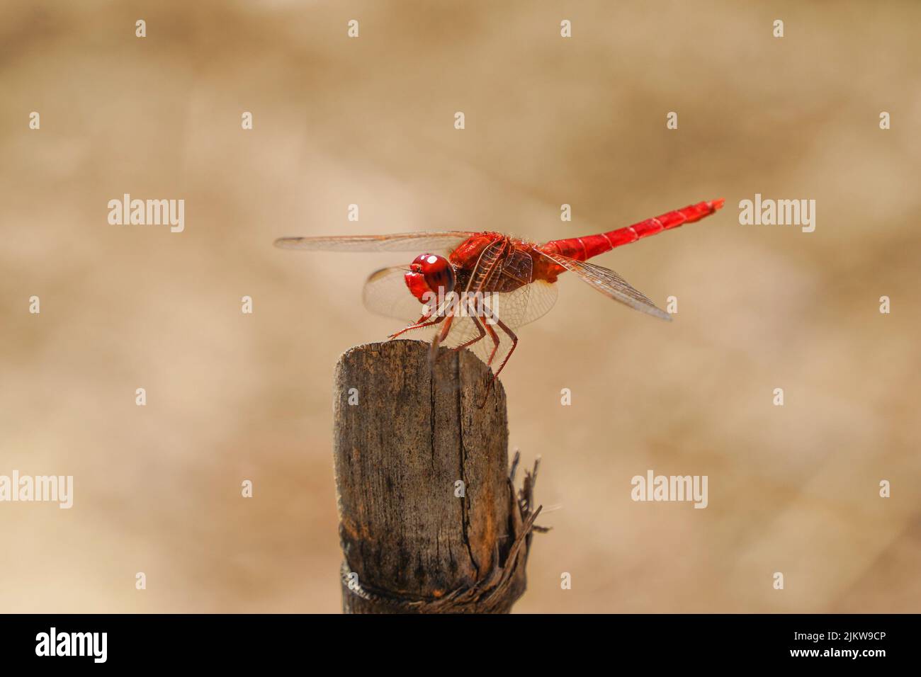 Scarlet dragonfly (Crocothemis erythraea) near a river. Andalucias, Spain. Stock Photo