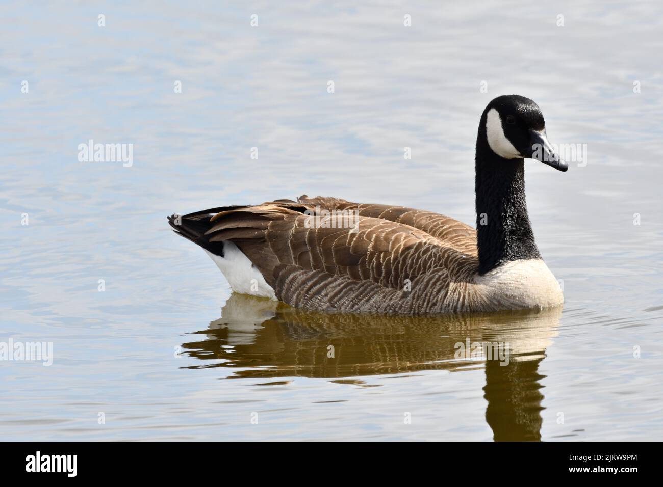A closeup of the Canada goose, Branta canadensis floating in the lake. Stock Photo
