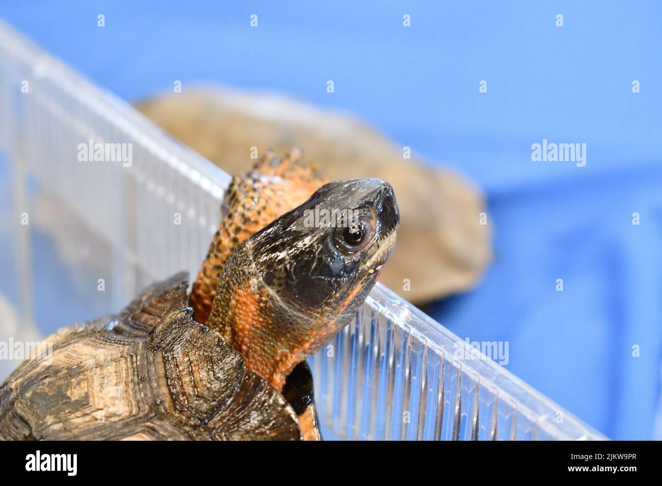 A closeup of the Russian tortoise, Testudo horsfieldii. Stock Photo