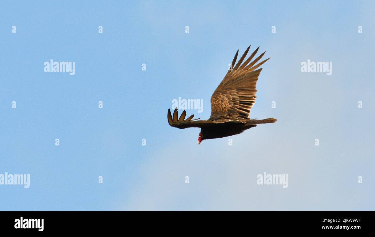 Turkey vulture flying hires stock photography and images Alamy