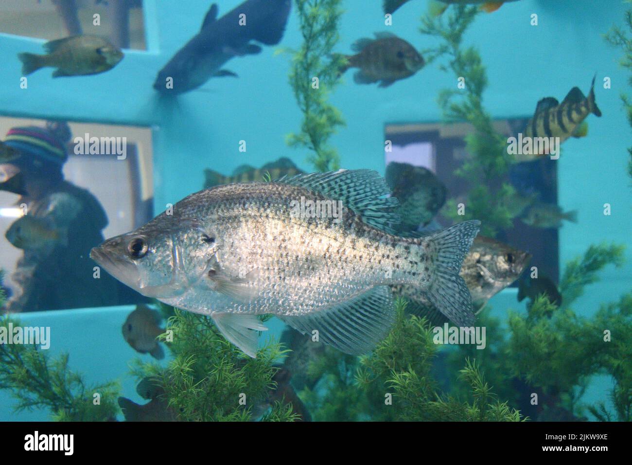A closeup of the fish in an aquarium. Stock Photo