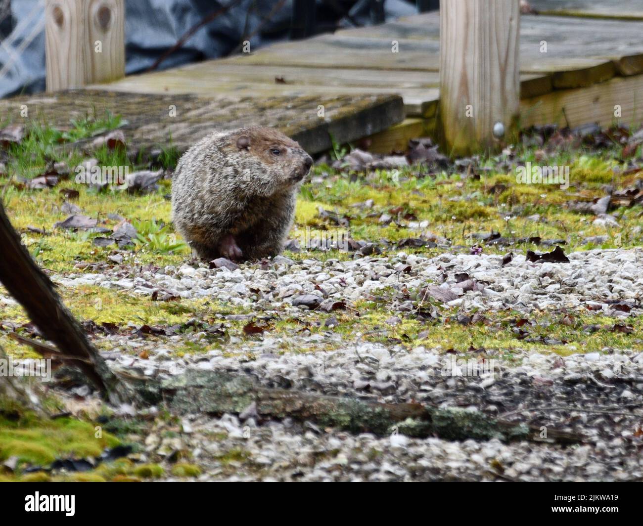 A closeup of the groundhog out for a midday stroll, Marmota monax. Stock Photo