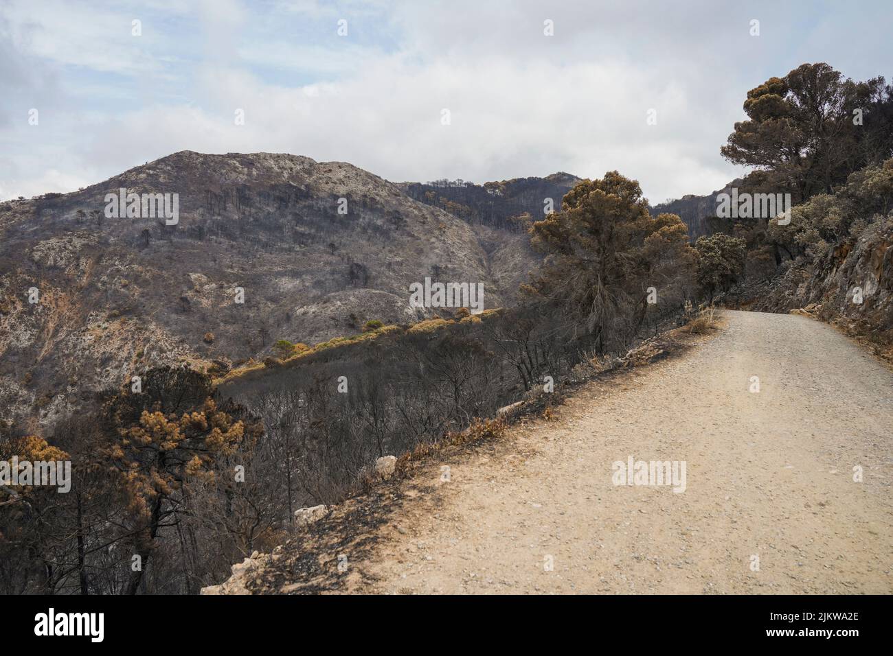 Spanish mountains with pine forest burned after wildfire, Mijas, Malaga, Andalucia, Spain Stock Photo