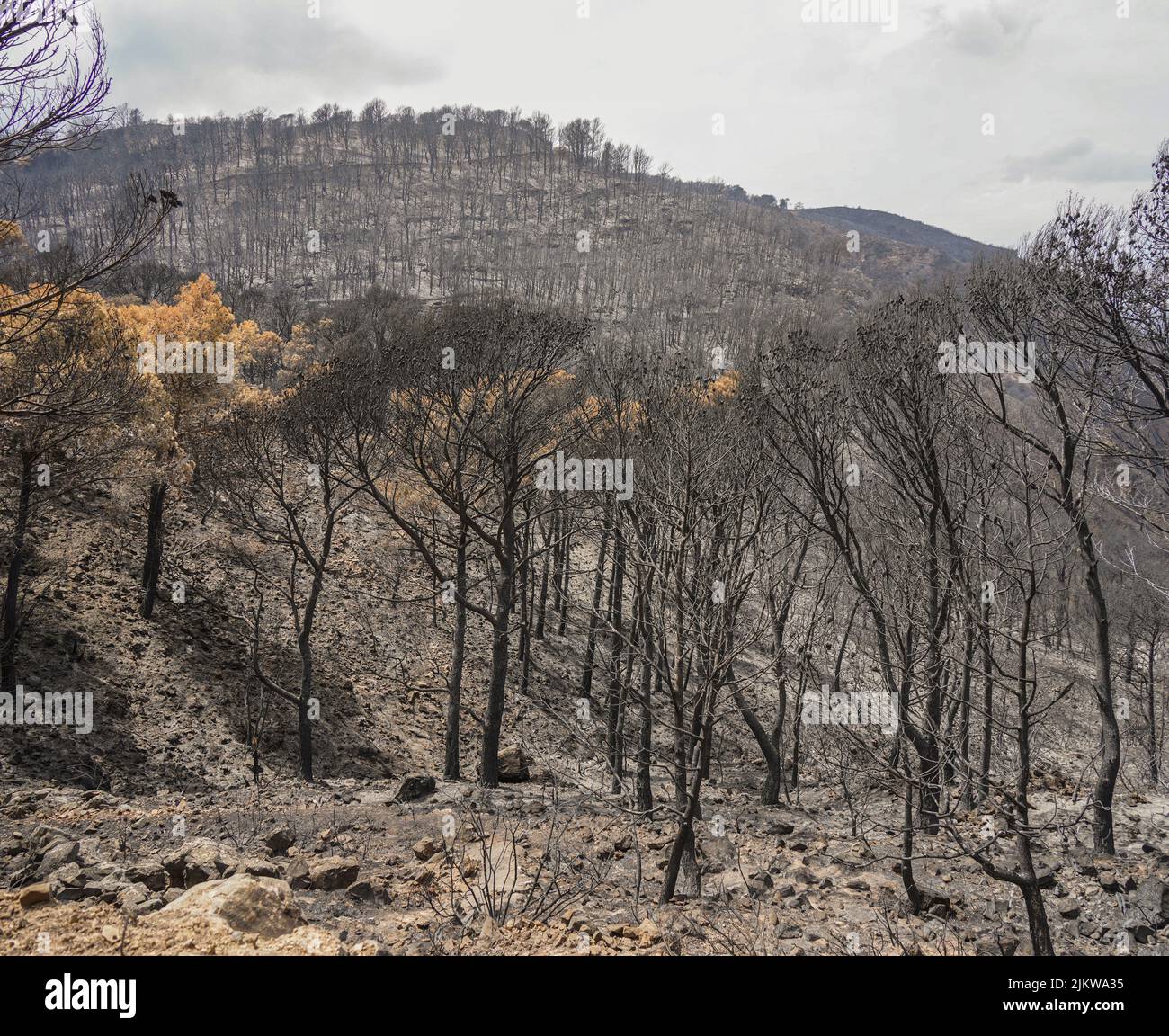 Spanish mountains with pine forest burned after wildfire, Mijas, Malaga, Andalucia, Spain Stock Photo