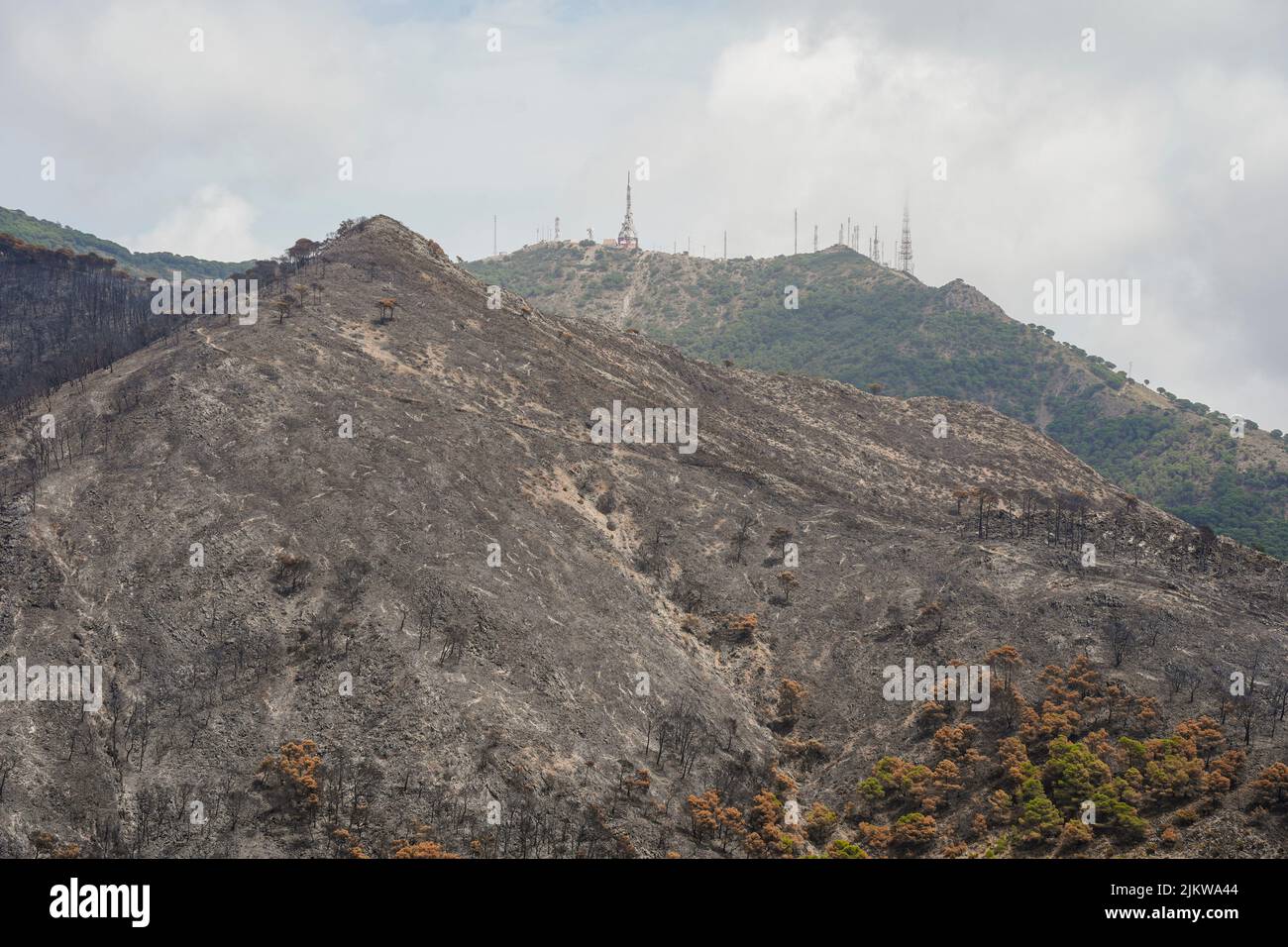 Spanish mountains with pine forest burned after wildfire, Mijas, Malaga, Andalucia, Spain Stock Photo