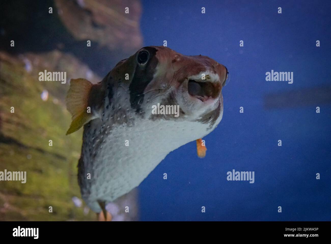 A closeup of a Diodon hystrix fish in the aquarium Stock Photo