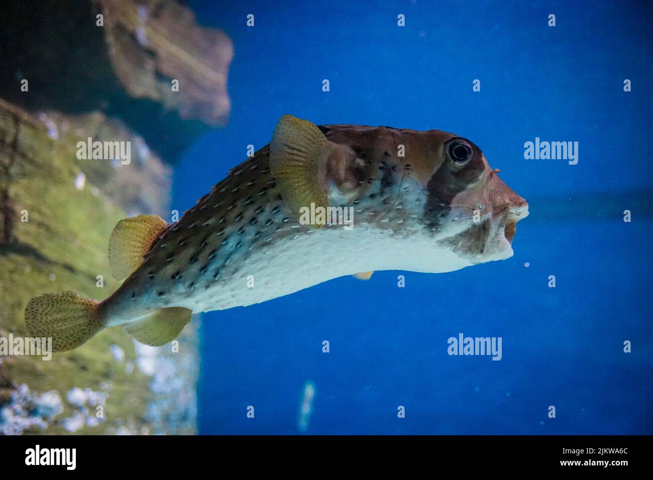 A closeup of a Diodon hystrix fish in the aquarium Stock Photo