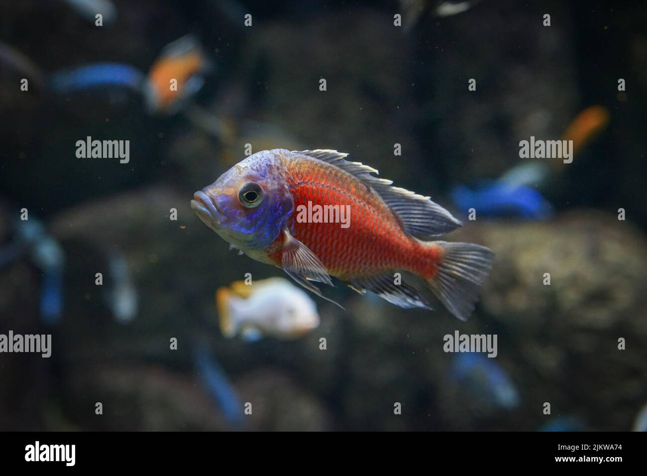 A closeup of Copadichromis borleyi fish in the aquarium Stock Photo