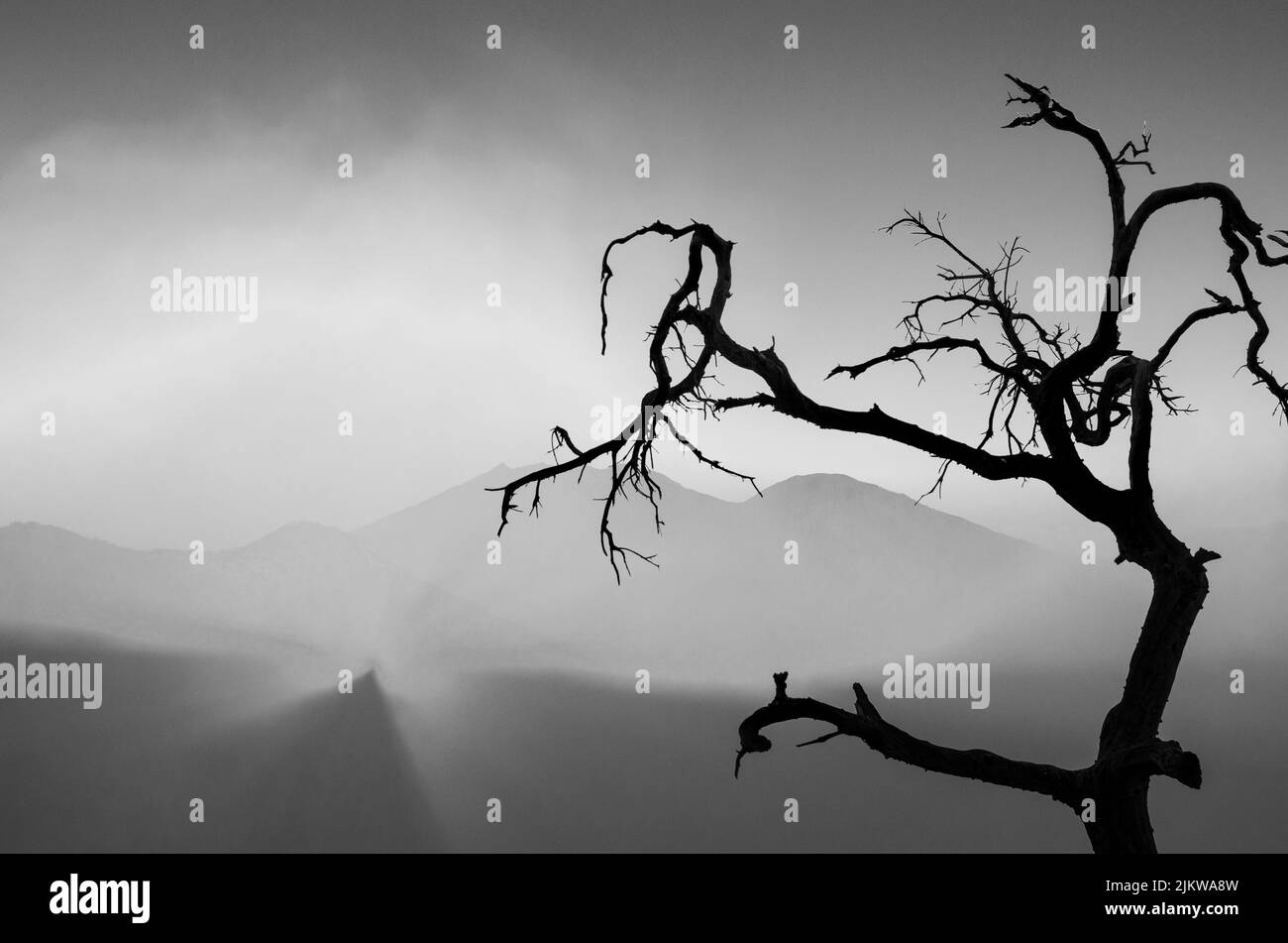 A greyscale shot of a haunted tree Stock Photo